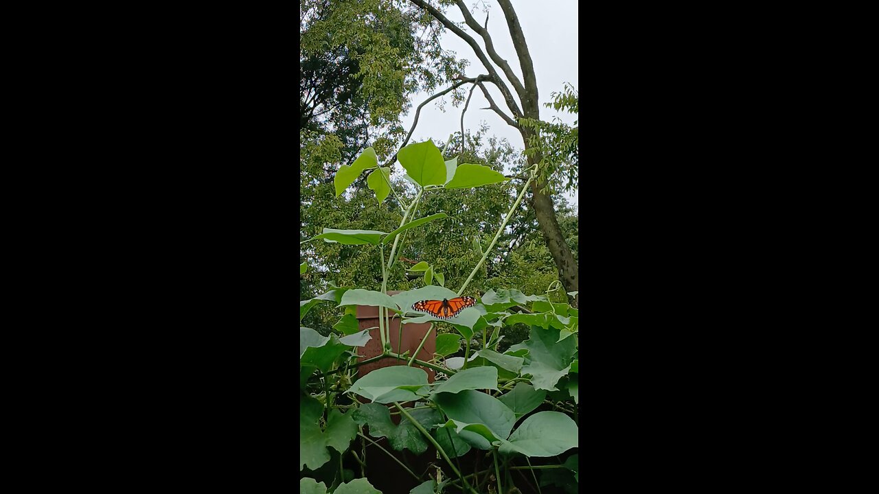 কি যে সুন্দর butterfly 🦋 ♥️