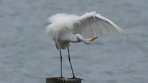 Great Egret 🦢Stretching & Preening