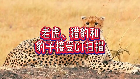 老虎、猎豹和豹子接受CT扫描