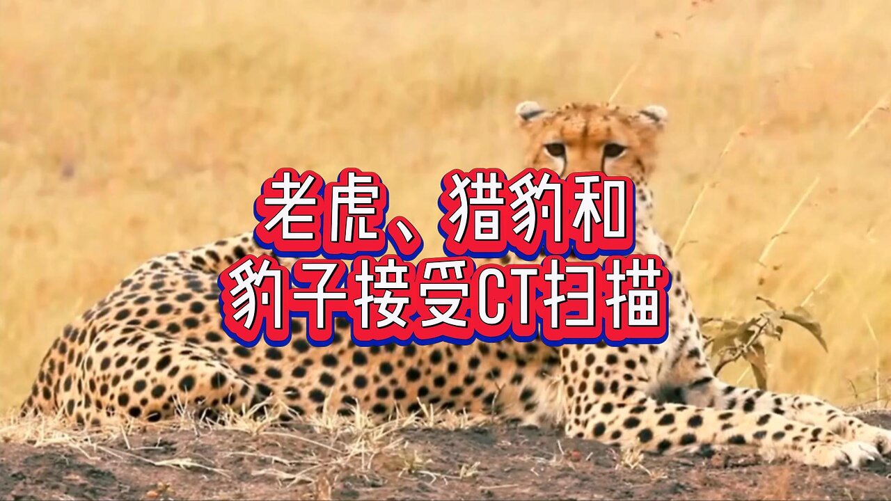 老虎、猎豹和豹子接受CT扫描