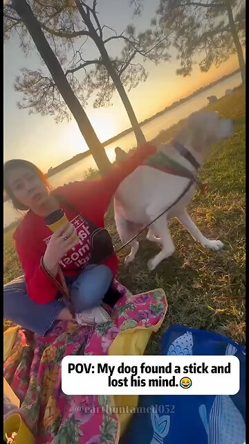 Love All Life Always #501 - Dog Gone Crazy!