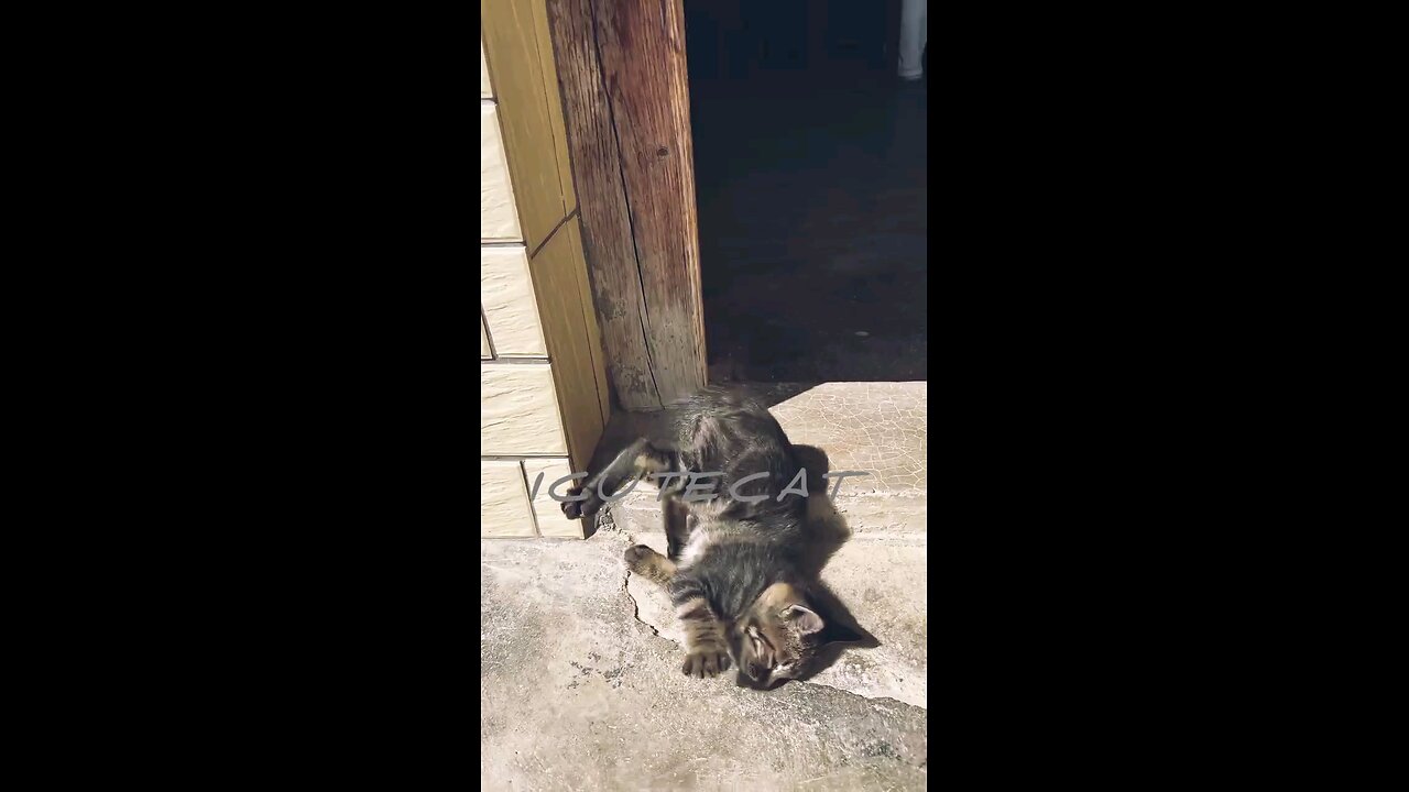 Cat tries to revive his friend Kitty Sees Neighbor Cat Nemesis At Front Door Meows The House Down