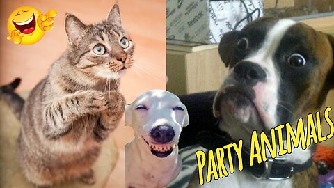 Funny Animals | Best Of The 2025 Funny Animal Videos | Cutest Animals Ever