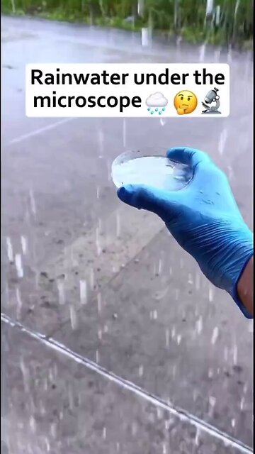Rainwater collected and examined under a high-powered microscope keeps revealing...