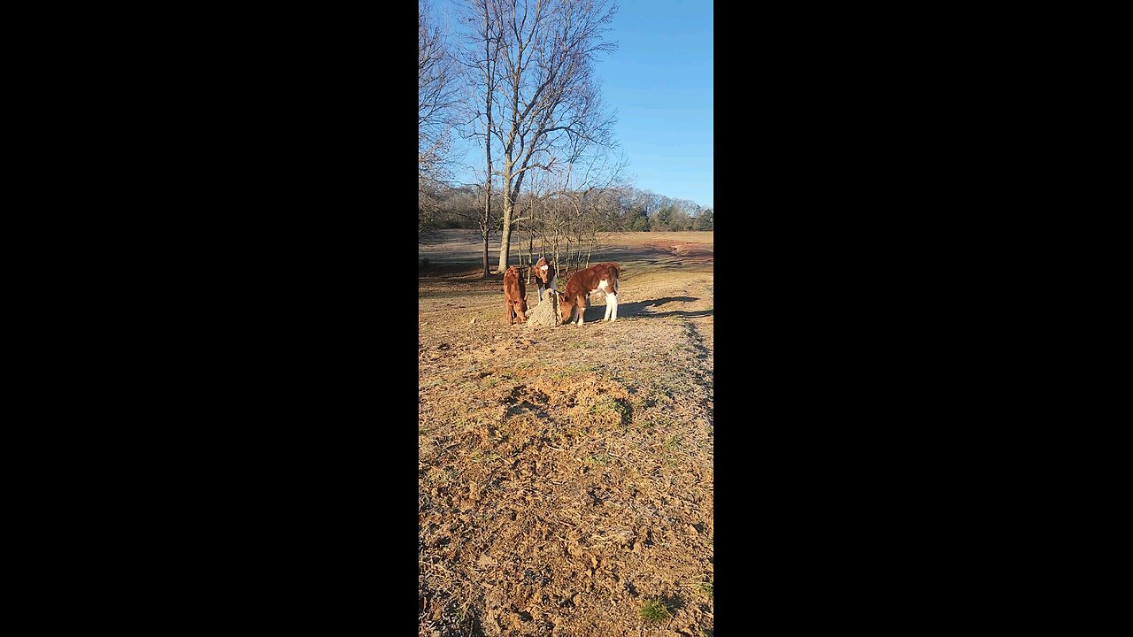 Baby Shorthorn bull brothers on a winter morning.