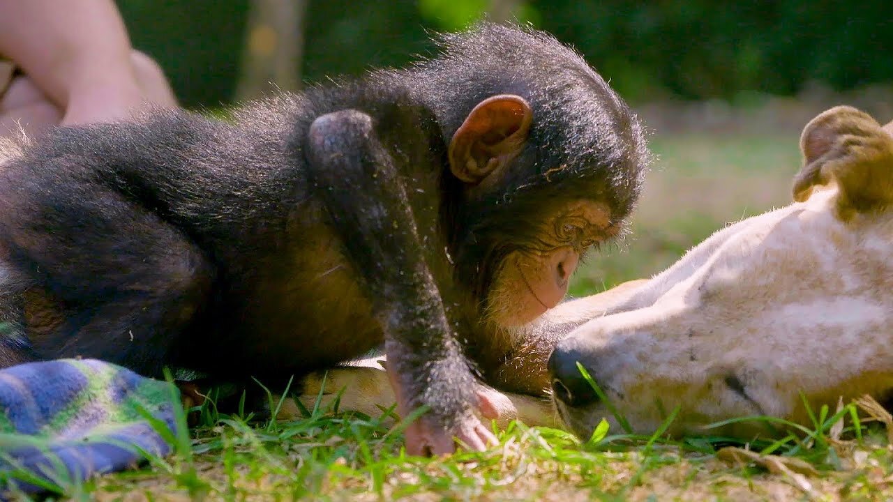 Puppies and Baby Chimpanzees Make The Cutest Friends