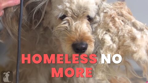 Homeless Dog Gets a Makeover That Changes Everything 🐶✨ | CutewildTV
