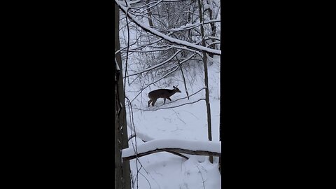 🦌Upstate NY baby bucks