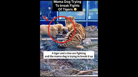 Mama Dog trying to break fight between Tiger & Lion😳🤣
