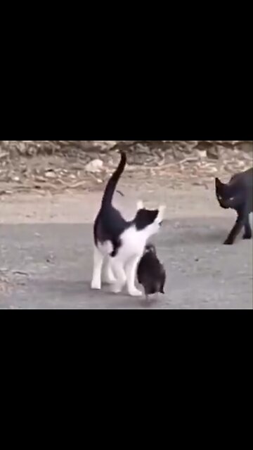 Att skaffa sig en katt som livvakt är en bra idé om man är en duva.