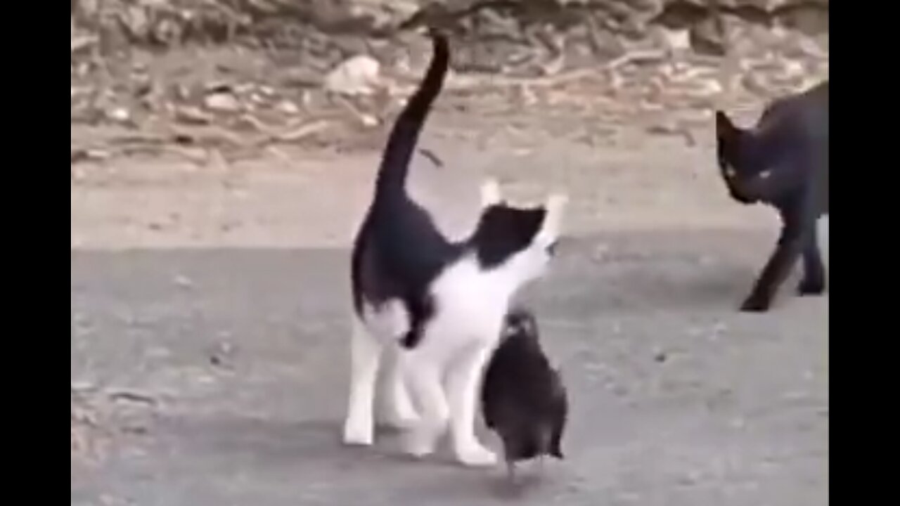 Att skaffa sig en katt som livvakt är en bra idé om man är en duva.