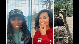 UPDATE: Ostriches will live through Thanksgiving weekend unlisted