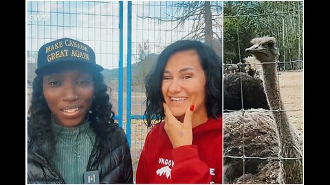 UPDATE: Ostriches will live through Thanksgiving weekend unlisted