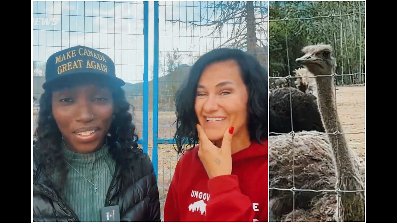 UPDATE: Ostriches will live through Thanksgiving weekend unlisted