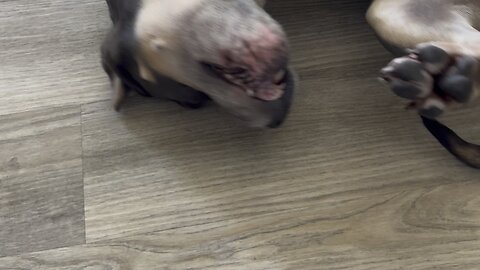 😍 It’s a Holly, 3 years female bully, she from front street animal shelter in Sacramento