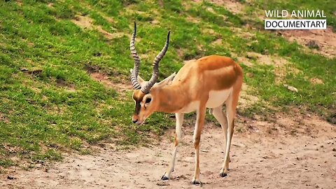 Leopard attacks a herd of antlered deer