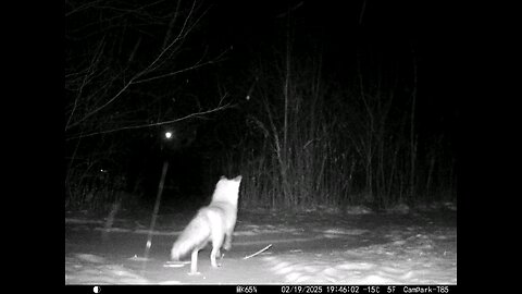 Deer Cam 02-19-2025 Coyote Hunting During Snow Storm