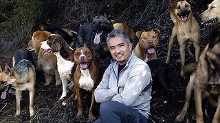 A Healthy Reminder; The Cesar Millan Divorce Case