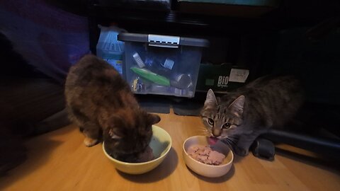 Mukbarang, 08.12.2025 [A] Odi und Pixi fressen