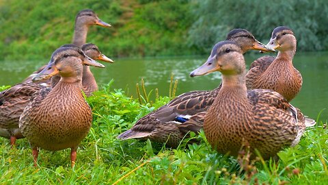 The 7 Ducklings 7AM Breakfast Rush