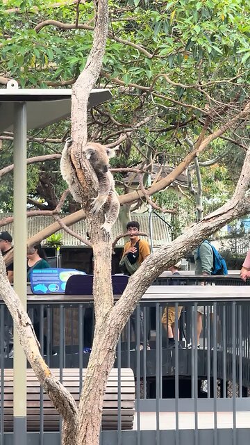 Koala 🐨 hanging on a tree