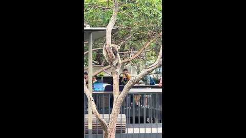 Koala 🐨 hanging on a tree