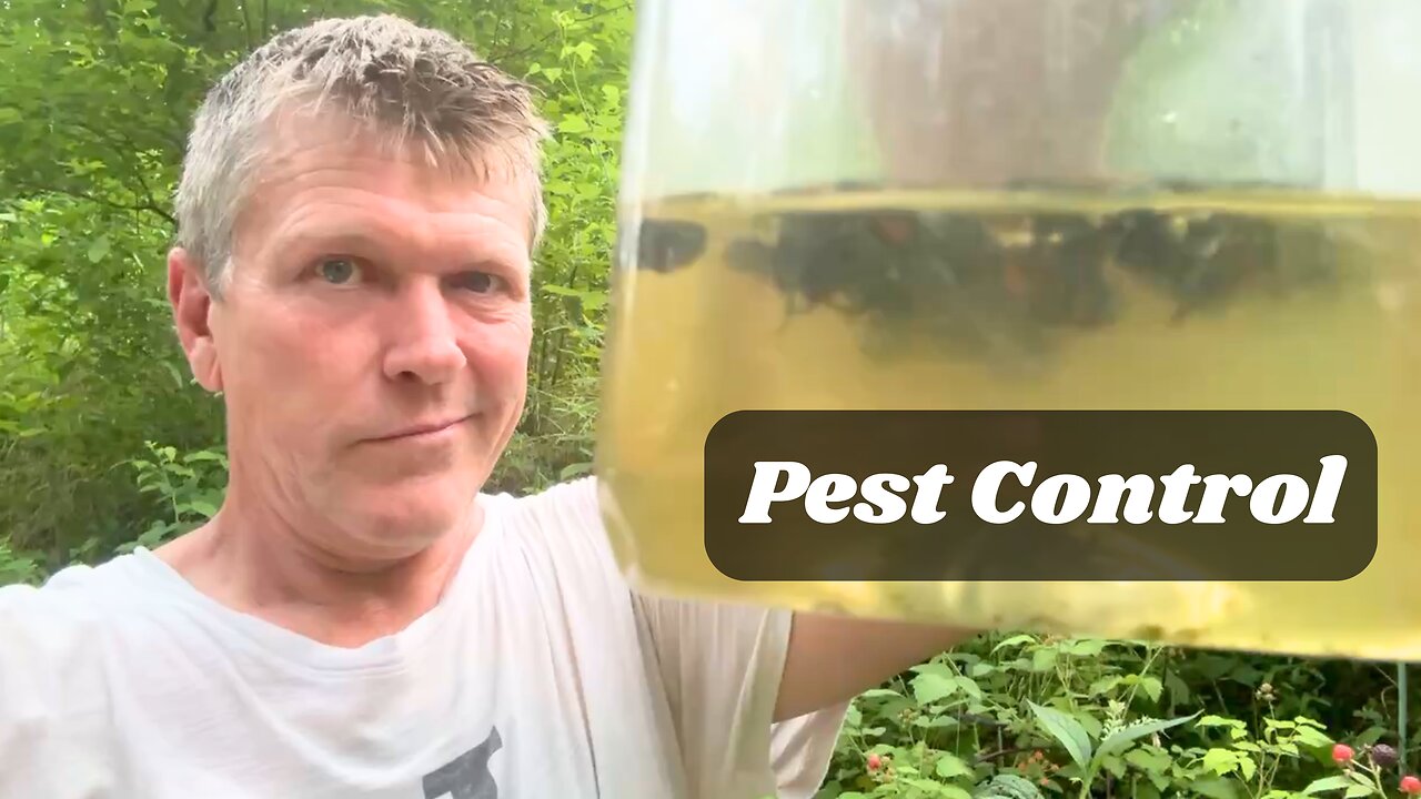 The Best Free Duck Treat: Dealing with Japanese Beetles