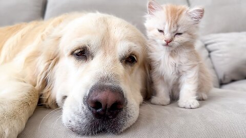 Golden Retriever and Kitten Attacked by a Sweet Sleep [Try Not To Laugh]!