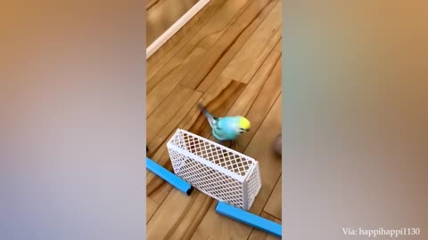 The FUNNIEST Parrot Videos That Will Change Your Mood For Good