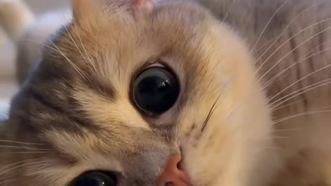 Cute pussy