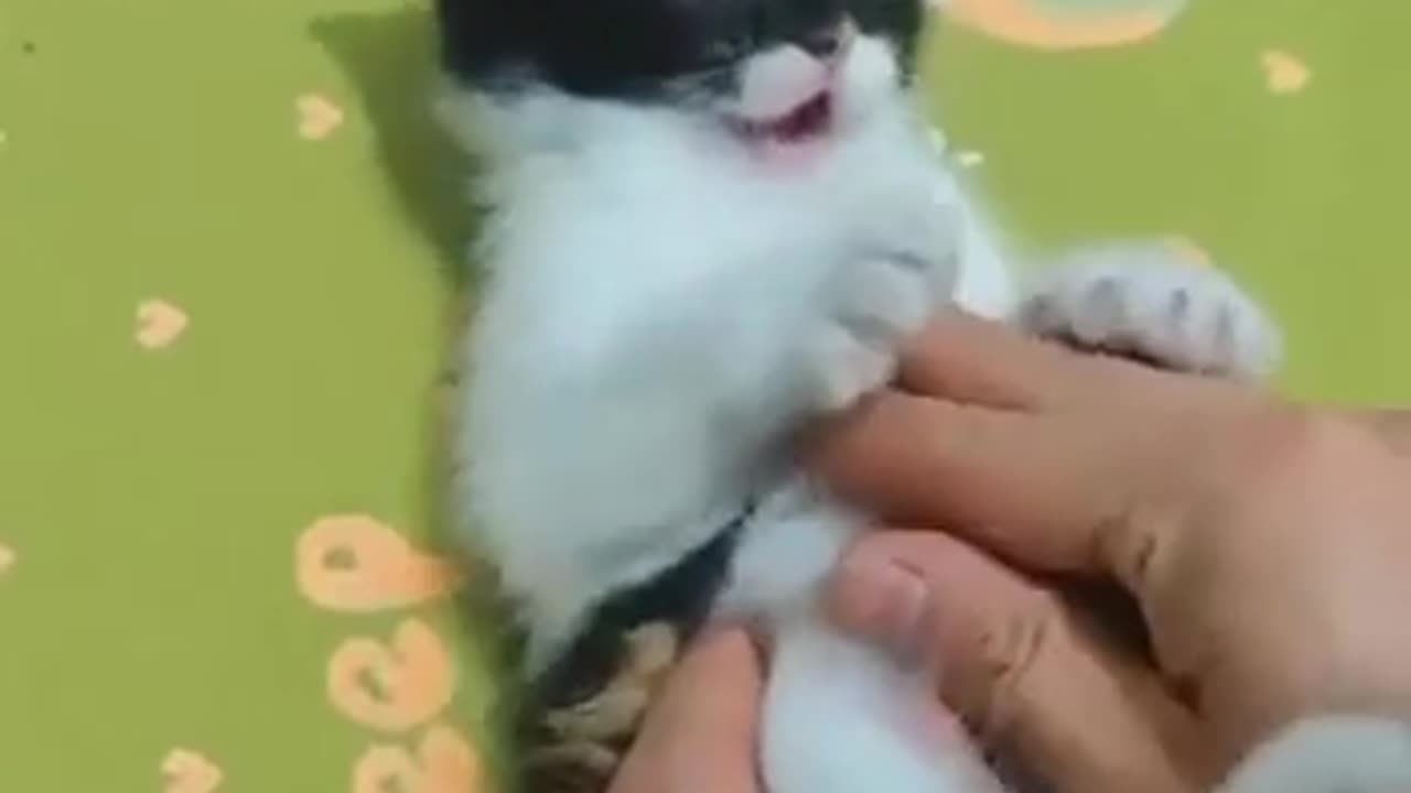 😹🐱 This Kitten's Lullaby Will Melt Your Heart! | FunFM