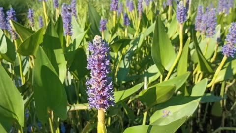 Pickerelweed
