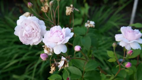 Blush Noisette Rose Review