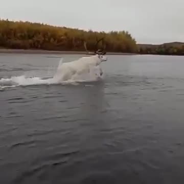 Albino deer power to outrun