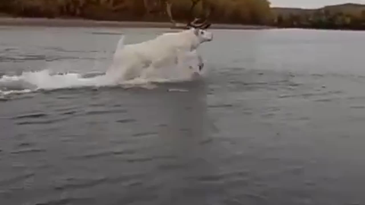 Albino deer power to outrun