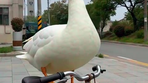 Duck Riding the bicycle