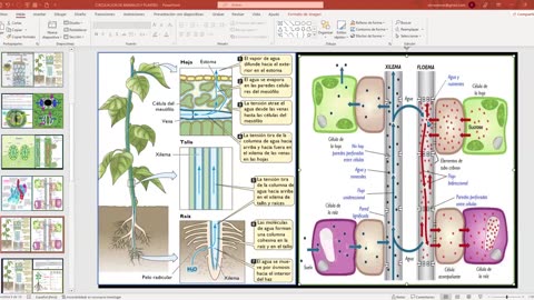 SAVIA REGULAR 2025 | Semana 04 | Anatomía
