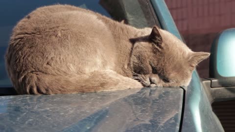 Tabby Cat Sleeping