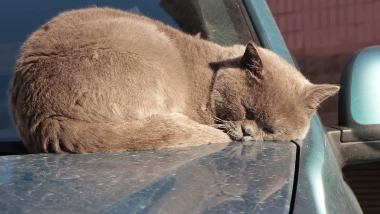 Tabby Cat Sleeping