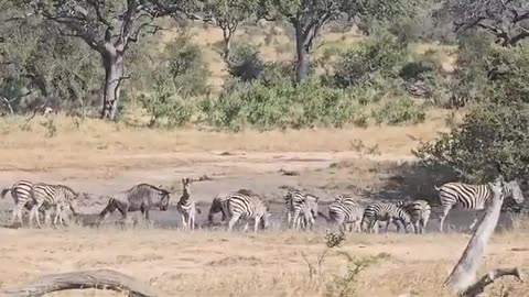 South African National Park