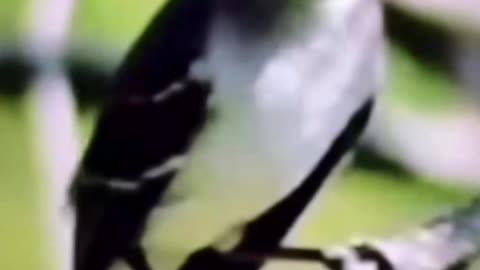 Bird watching is 🔥