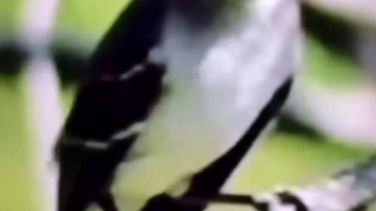 Bird watching is 🔥