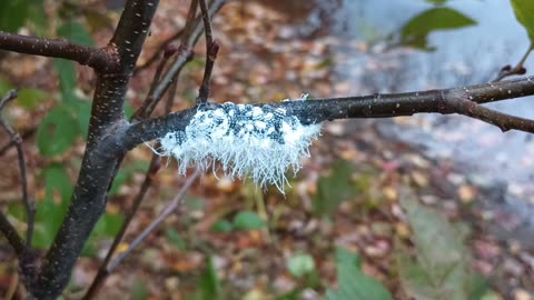 Woolly Apple Aphid