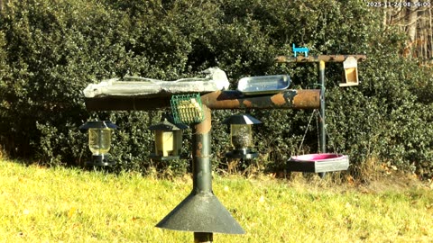 Bird Feeder in Western Maryland USA