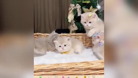 Funniest cats kitten will make you laugh to tears 😂