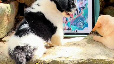 Viral Cute Pet Funny Video