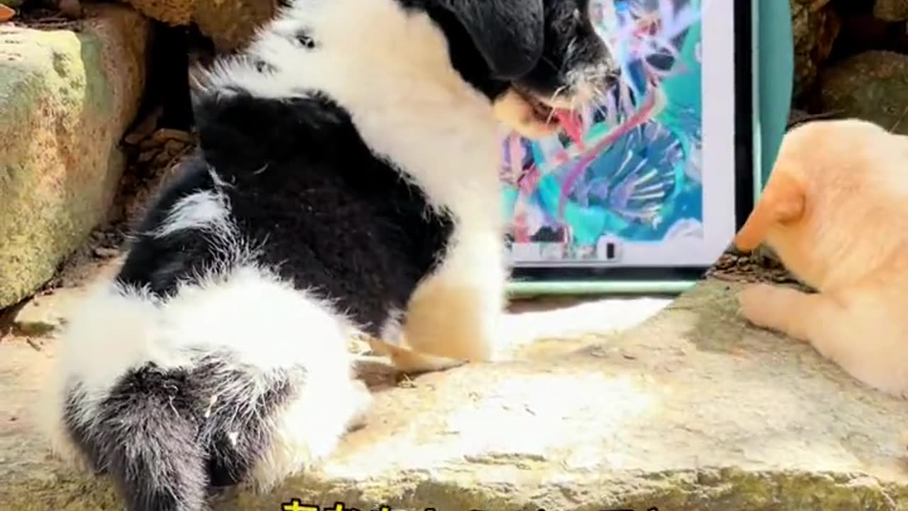 Viral Cute Pet Funny Video