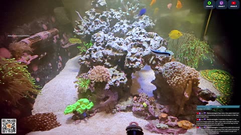 24/7 Real Live Reef Stream