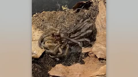 Rare & Incredible Moment You’ve Never Witnessed 😳