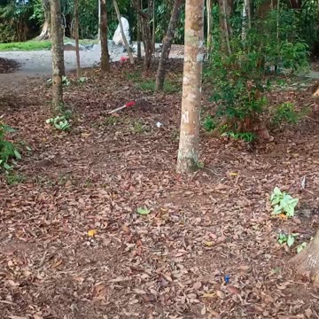 20.11.2025 Anzac Park